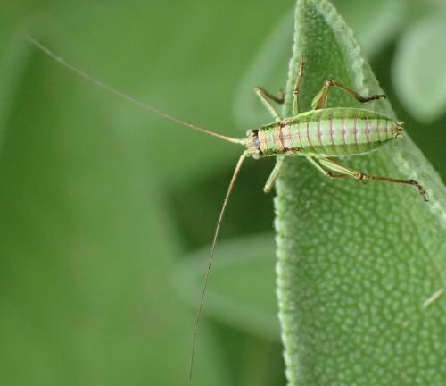 Ephippiger diurnus diurnus